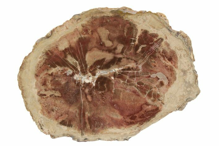 Polished Petrified Wood Round - St Johns, Arizona #235685